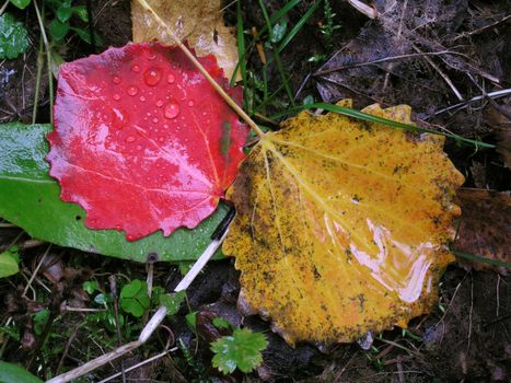 Colorful leaves in the forest