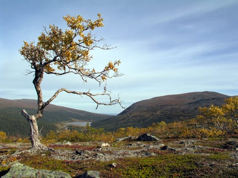 Lonely tree in the mountain