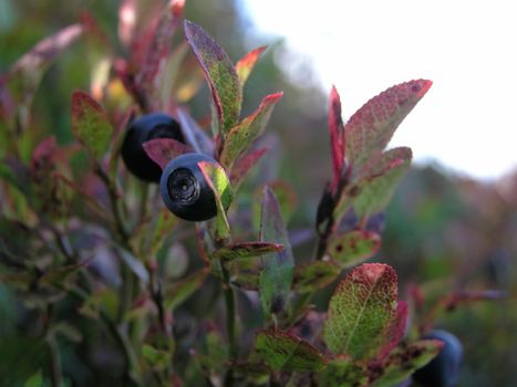 Wild blueberry closeup in the mountain