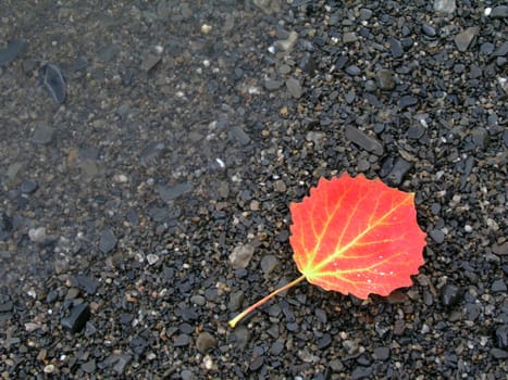 Colorful leaves on the lake beach