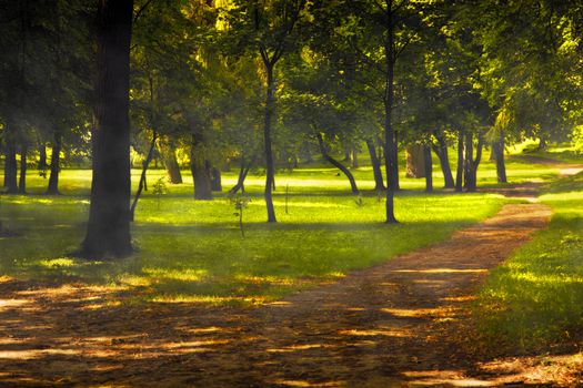 Fall, autumn park with sun shining through leaves