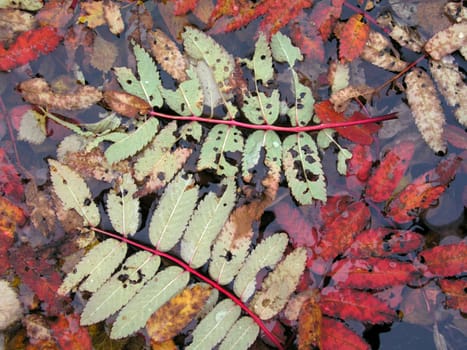 Colorful leaves in the water