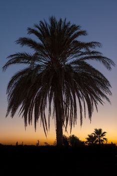 Palm tree after sunset taken in backlit