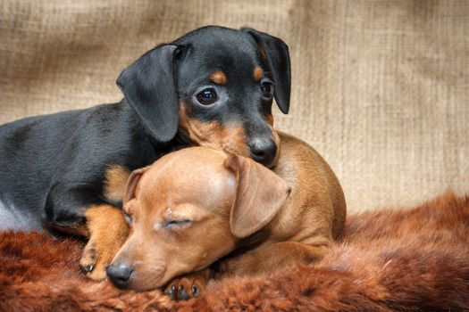 The Miniature Pinscher puppies, 2 months old