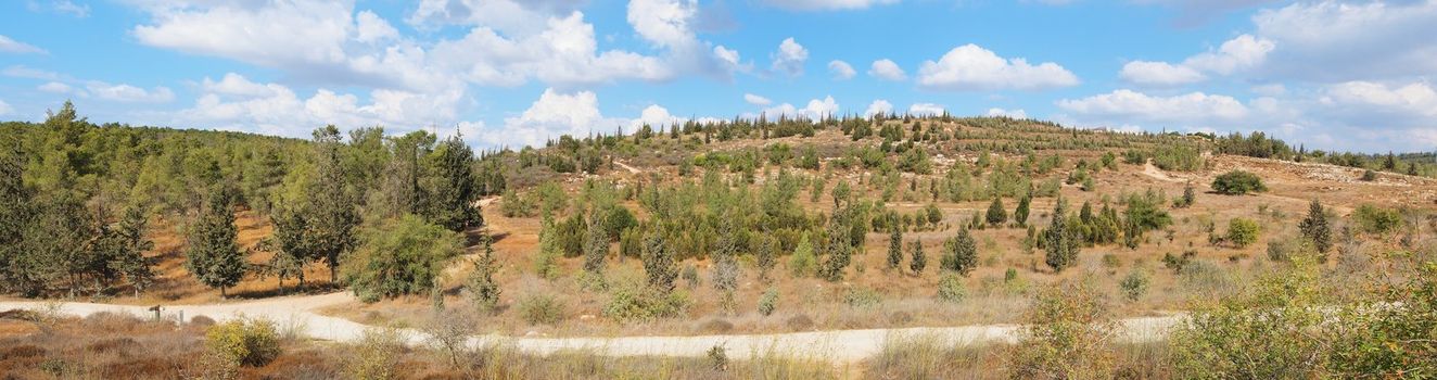 Empty hiking trail among low hills with pinetrees