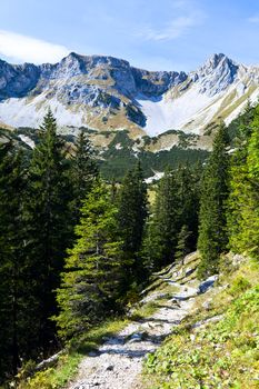 sunny day in alpine forest, Bavarian Alps