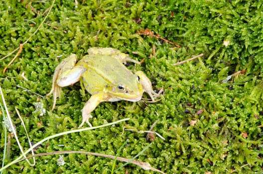 green frog lithobates clamitans on wet moss camouflage