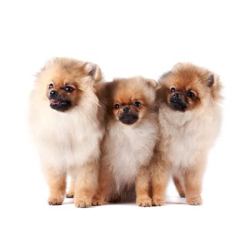 The puppies of a spitz-dog sits on a white background
