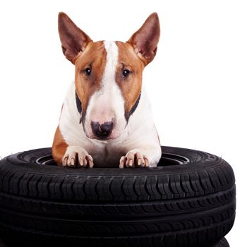 Bull terrier and wheels on a white background