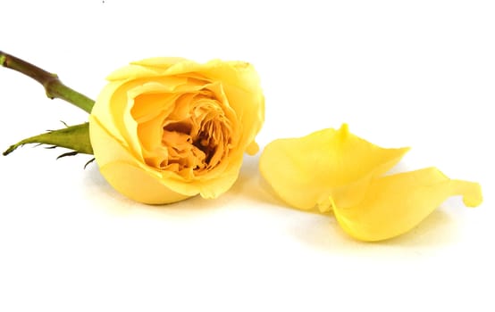 yellow rose and petals on a white background