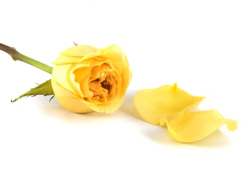 yellow rose and petals on a white background