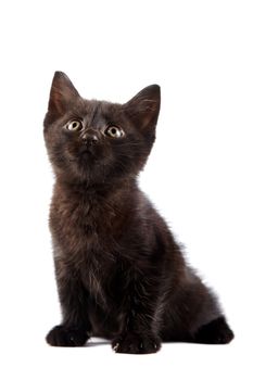 Black kitten on a white background