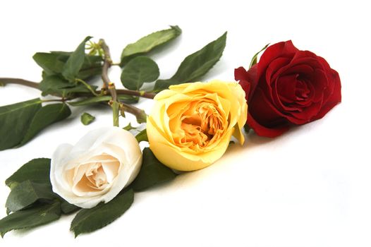 three colorful roses on a white background