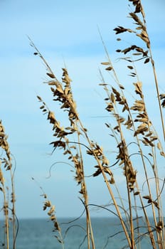 Beach grass along the North Carolina Coast