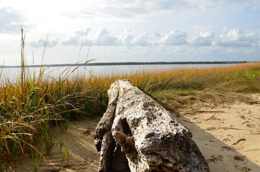 Along the shore in North Carolina with an old log along the shore and grass blowing in the breeze. Colors include green, gold and blue.