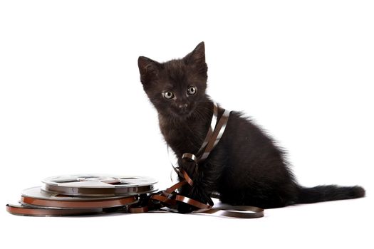 Black kitten on a white background