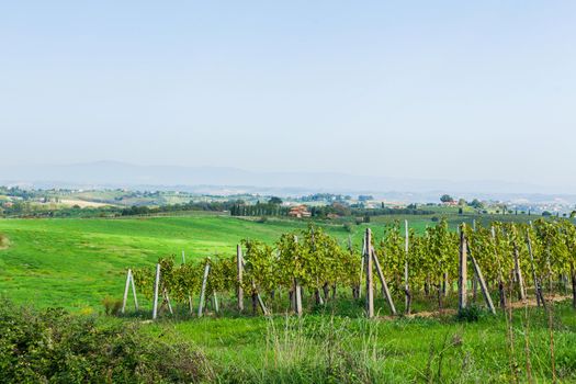 Lovely Tuscan vineyards autumn near Montepulciano, Italy