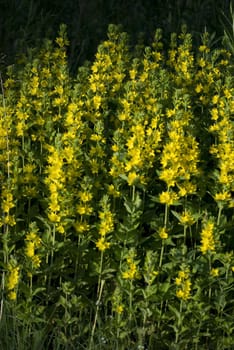 yellow flowers