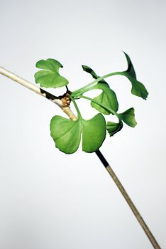 gingko biloba