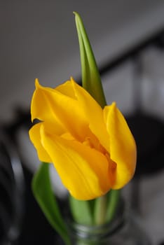 yellow tulip