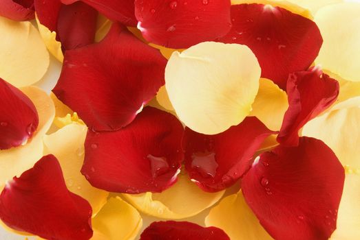 background of red and yellow rose petals