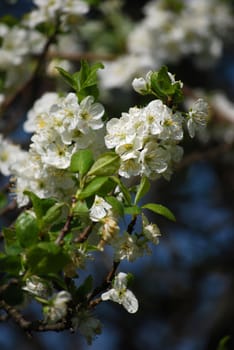 cherry tree