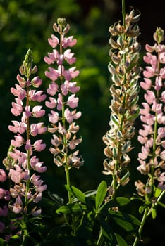 pink flowers