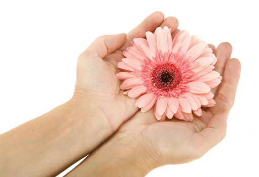 female hands with flower gerbera on a white background