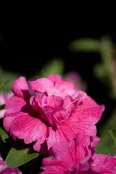 pink flower