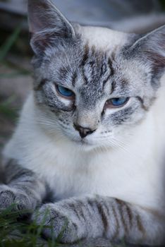 cat