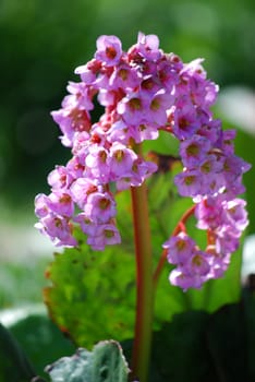 picture of a pink flower in the garden