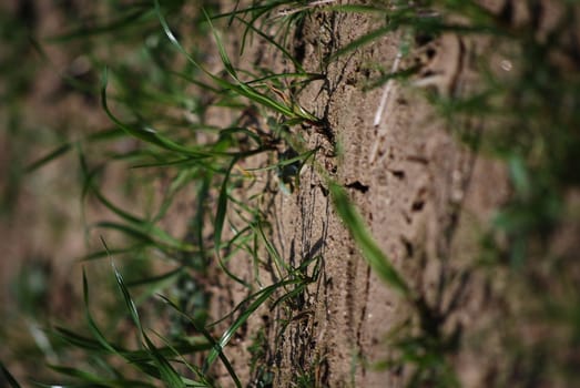 dried ground