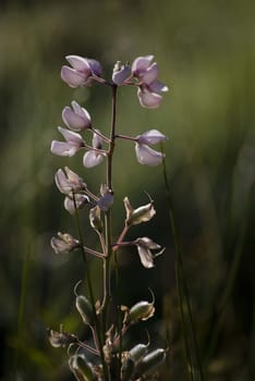 pink flower