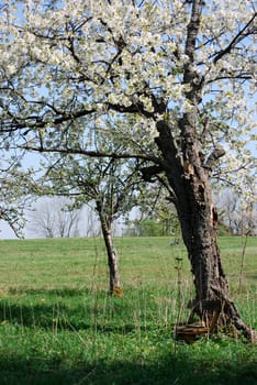cherry tree