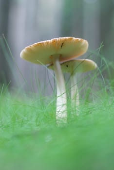toadstool