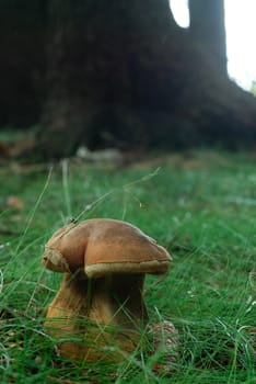 mushroom