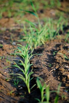 field