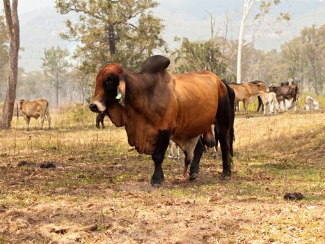 Big entire red brown brahman bull with herd of cows steers bullocks and calfs on ranch farm