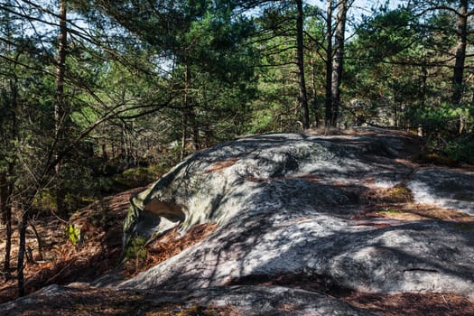 Specific landscape with rocks and pine trees in the Fontainebleau Forest.This French forest is a national natural park wellknown for its boulders with various sahpes and dimensions.