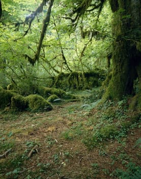 Hoh Rainforest , Washington