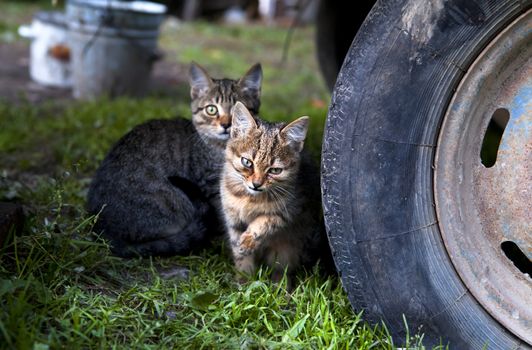 two cute kittens outdoors on the grass