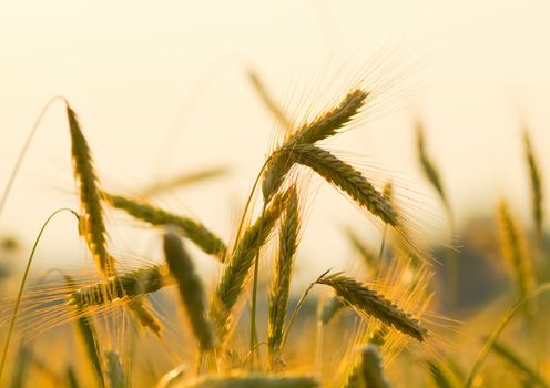 ears of rye at sunset