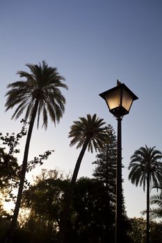 charming lantern and palms over morning sky