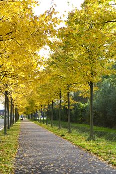 alley with yellow autumn lines of trees