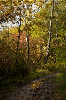 wild birch forest in autumn