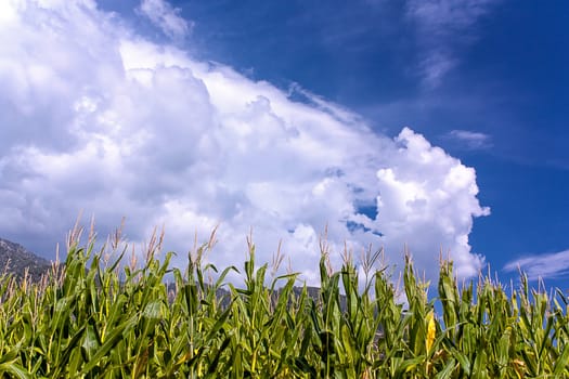 Corn Ready to Harvest with Mountains and Blue Sky Background