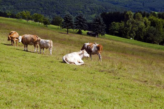 few alpine cows on pasture in summer