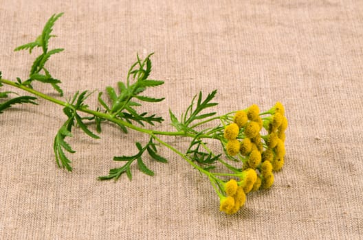 medical herb tansy(Tanacetum vulgare) on linen cloth