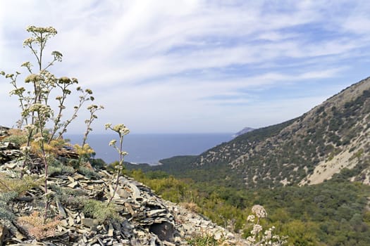 image sea ​​view from the top of the hill