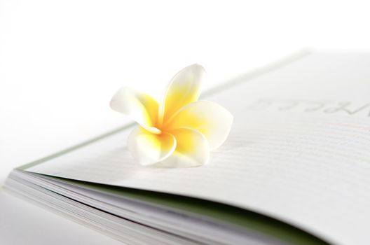  perfume frangipani flowers over book